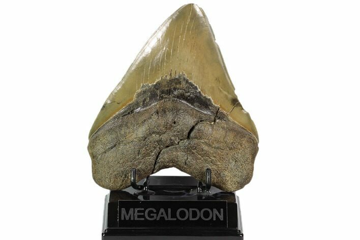Serrated, Fossil Megalodon Tooth - Very Wide Tooth #124205
